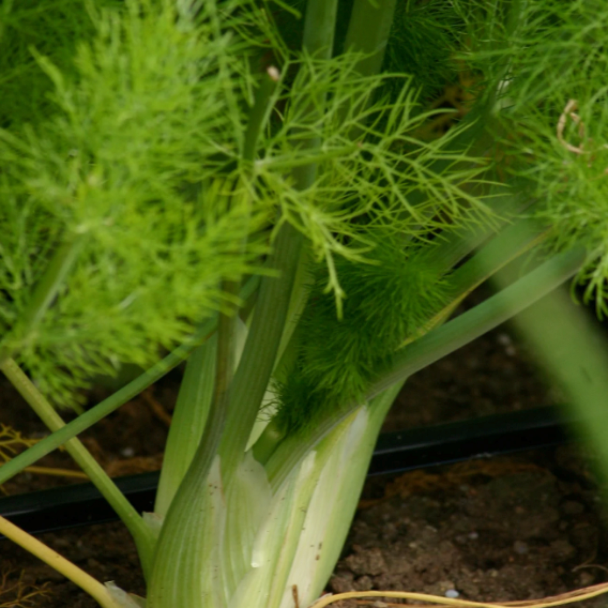 Citrus &amp; Fennel Savory Salt