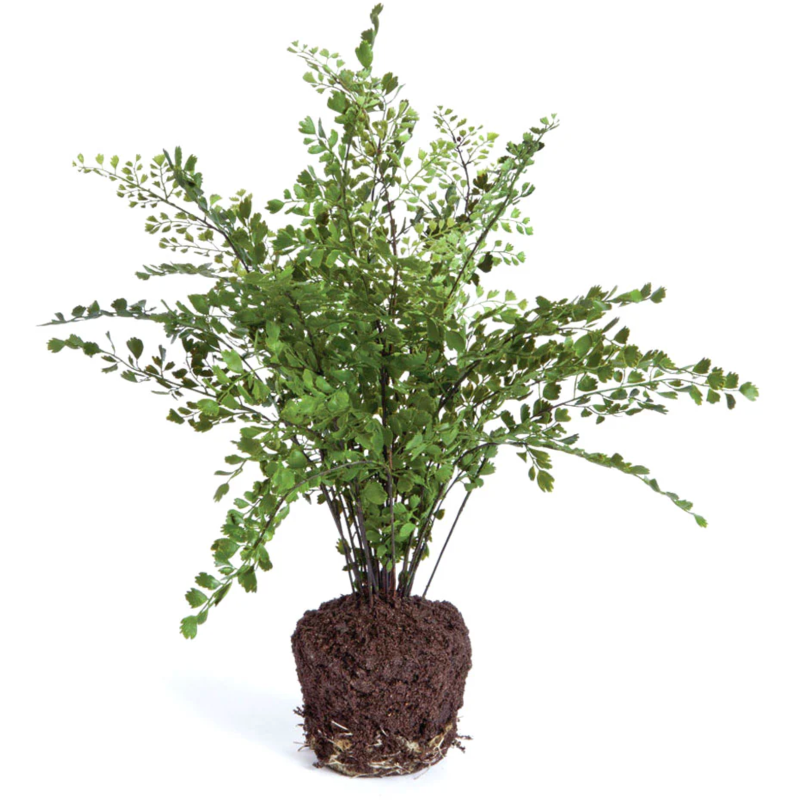 MAIDENHAIR DROP-IN