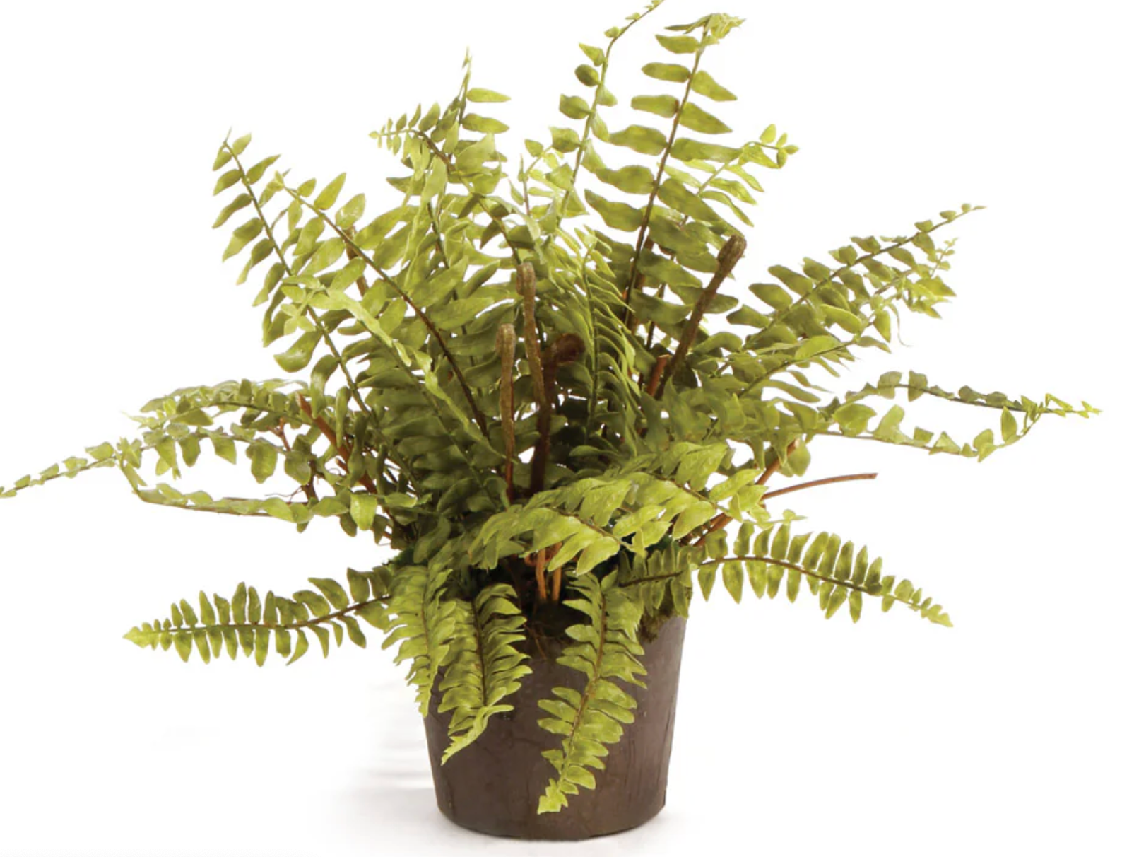 Boston Fern Drop-In 9"