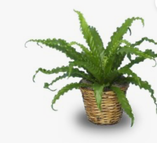 Birds Nest Fern Drop In 9"