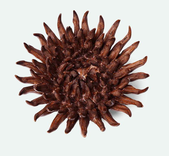 Ceramic Flower Mum Chocolate 5