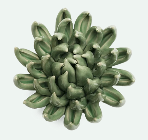 Jade Green Succulent