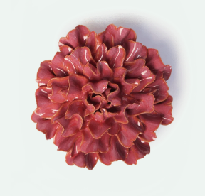 Blush Pink Tundra Carnation*