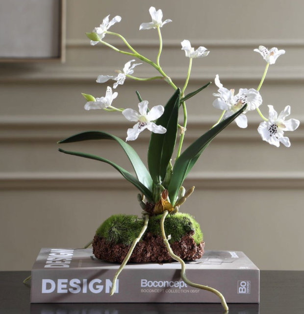 Clovis Orchid Drop-In